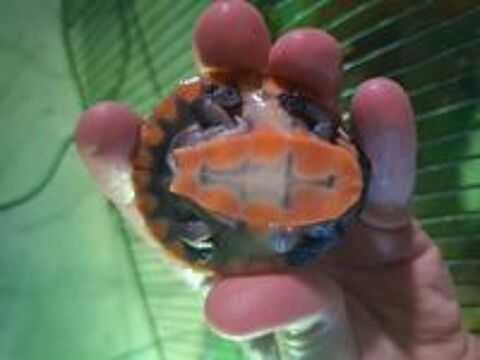   Emydura subglobosa juvénile tortue aquatique 