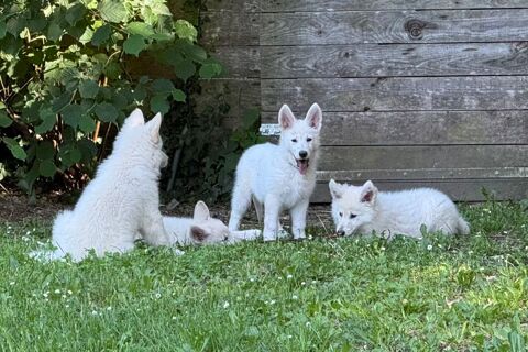Magnifiques chiots berger blanc suisse 900 33210 Sauternes