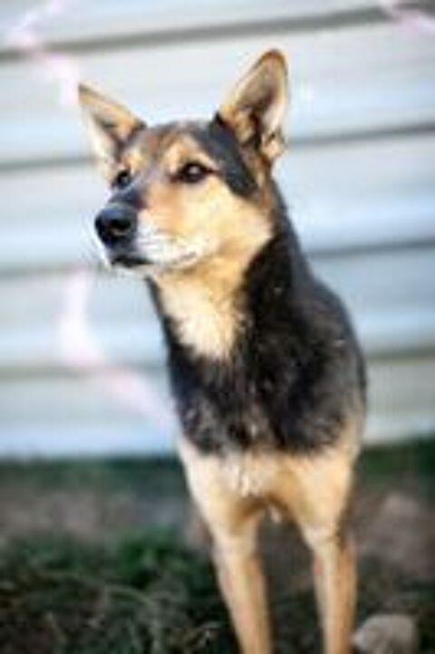   BENJI 