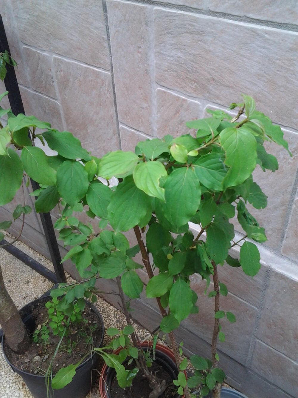 Arbres fruitiers Jardin