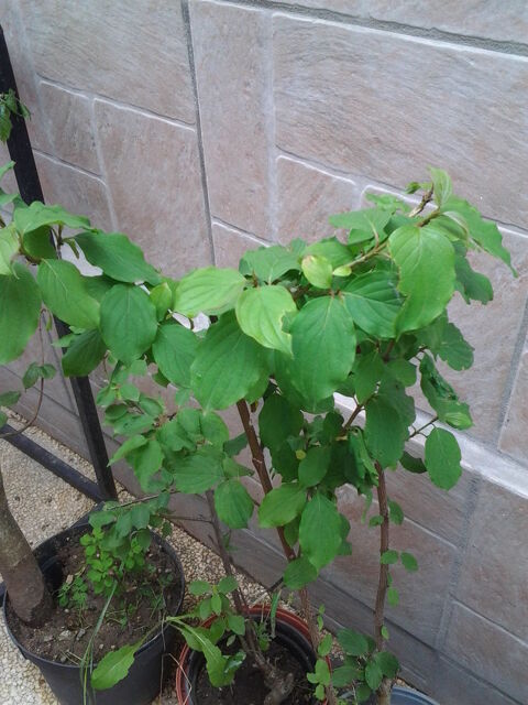 Arbres fruitiers 10 Bourbon-Lancy (71)