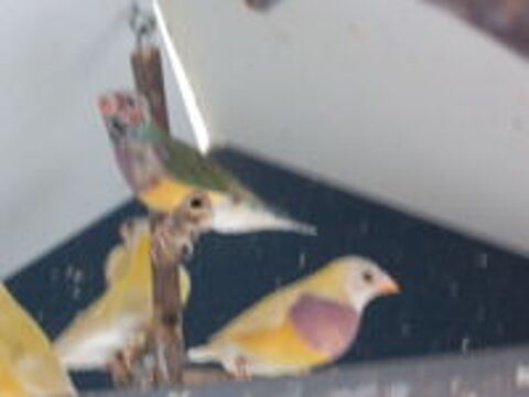   canari couleur  