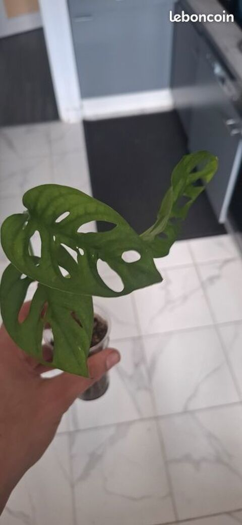 Monstera adansonii bouture 31 5 Clermont-Ferrand (63)