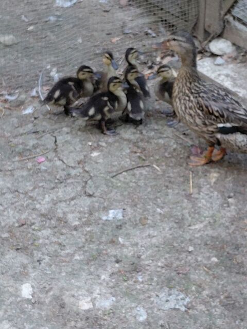 Canard colvert 25 53000 Laval