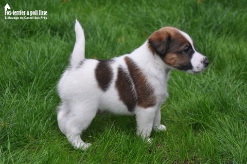 Chiots Fox-terrier  poil lisse LOF  rserver 59233 Maing