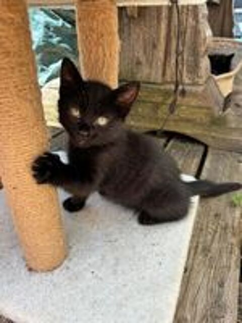   Chaton croises de siamoi  