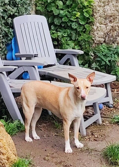 Gribouille, femelle crois&eacute;e berger, n&eacute;e le 25/10/2024 380 50000 Baudre