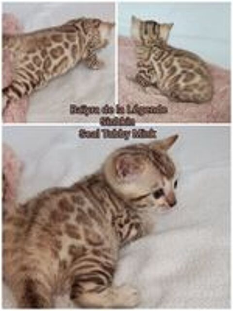  Femelle Bengal LOOF Snow Mink  