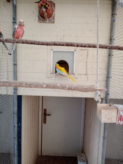 Turquoisine 40 22960 Pl�dran