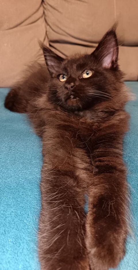 Chatons Maine Coon LOOF 1500 51000 Chlons-en-champagne