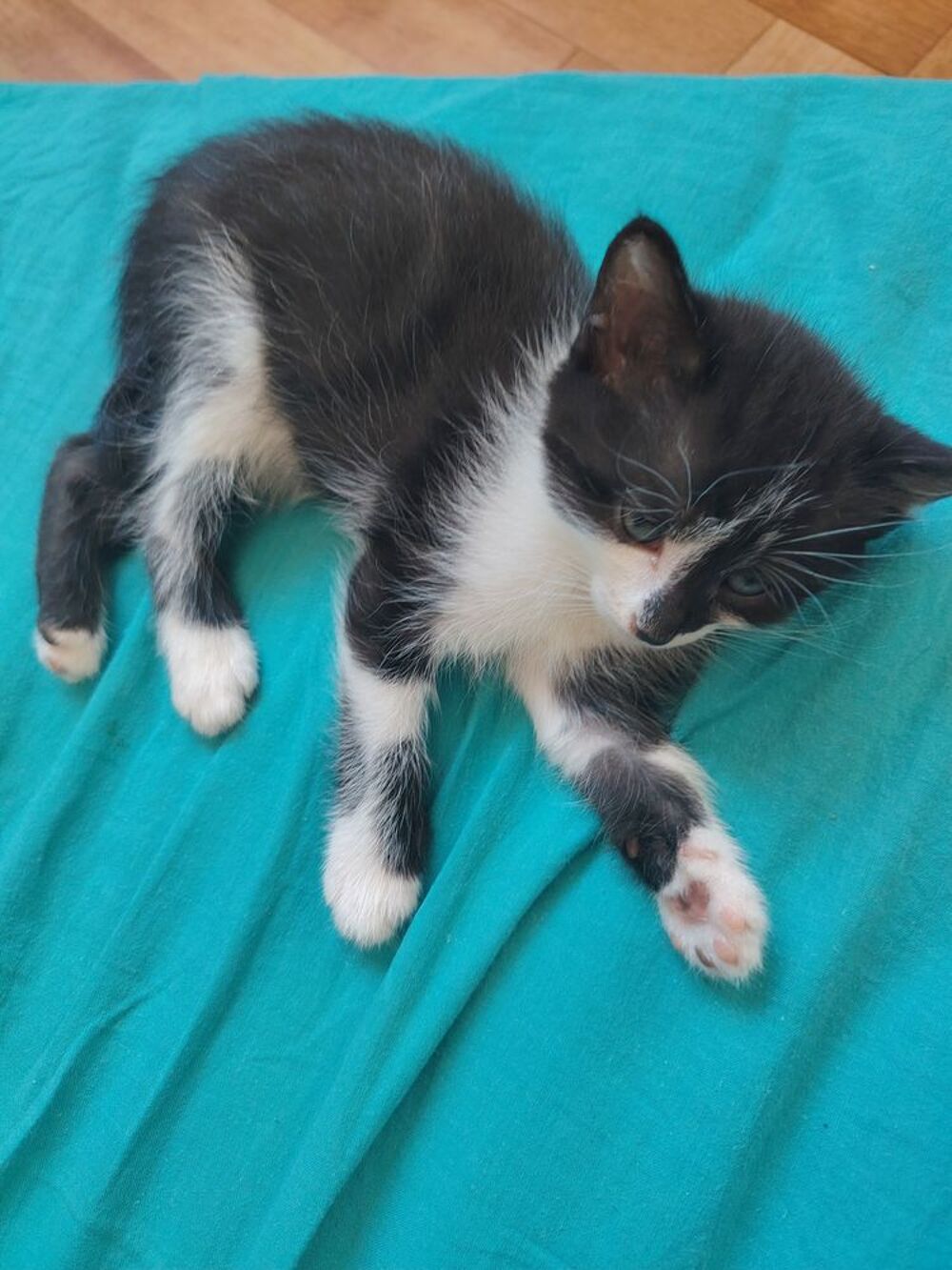   Donne chatons  