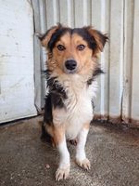   Helio � l'adoption 