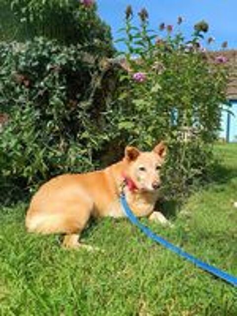    Mira, un Amour à l'adoption 
