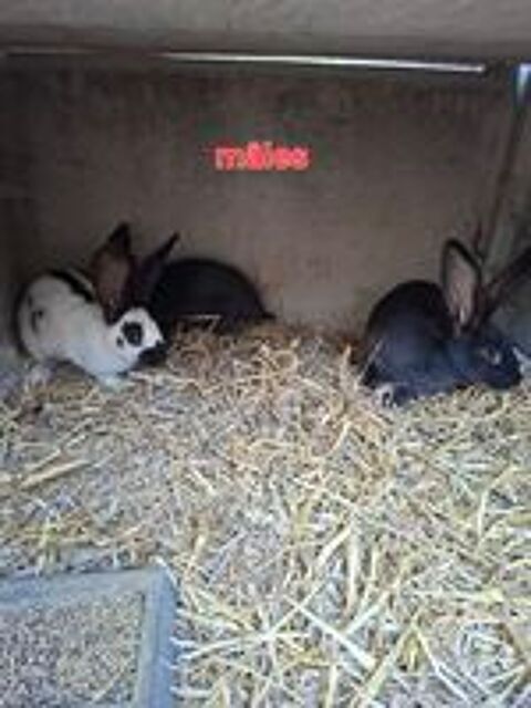   Geant Papillon 3 mois  