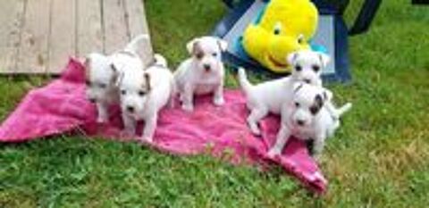   A réserver chiots Jack Russell Terrier 