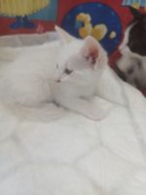   Bb chaton de maman angoras turc  