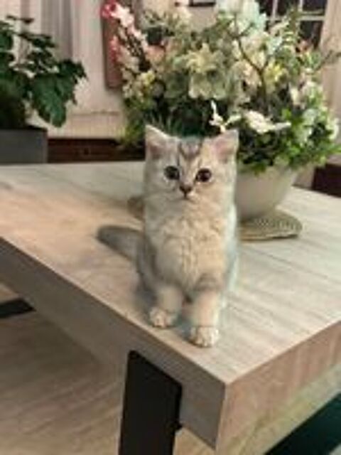  Chatons British Shorthair  