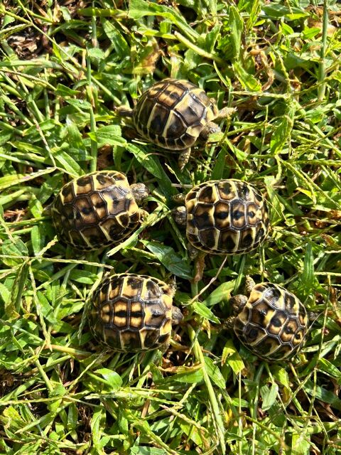 Tortue terre  35 13680 Lançon-provence