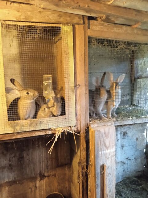 particulier lapins 0 84240 La tour-d'aigues