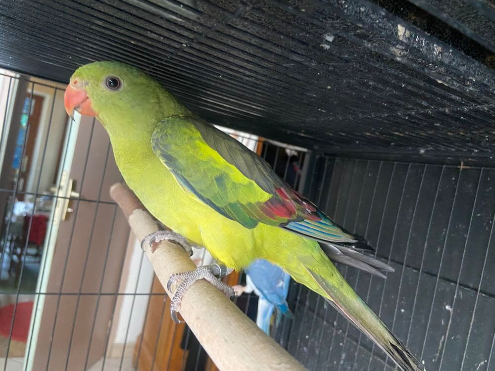   Perruche Melanure  