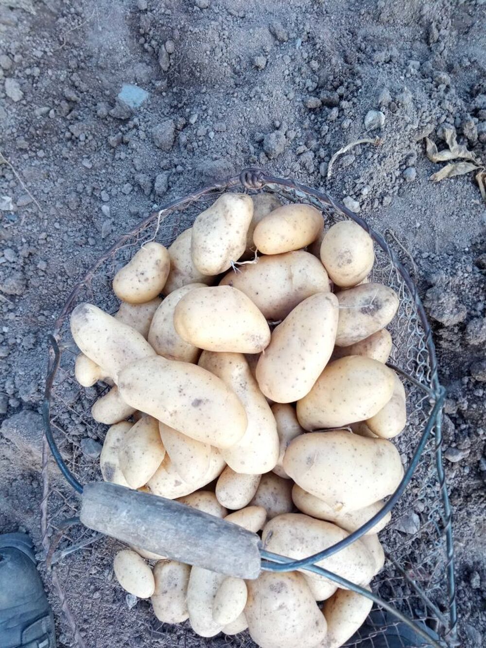 l&eacute;gumes du jardin Jardin