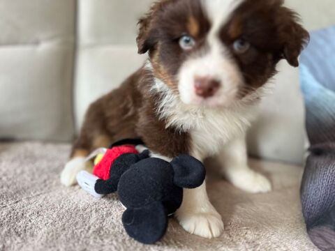 R&eacute;servation chiots Berger Australien non Lof 850 85300 Challans