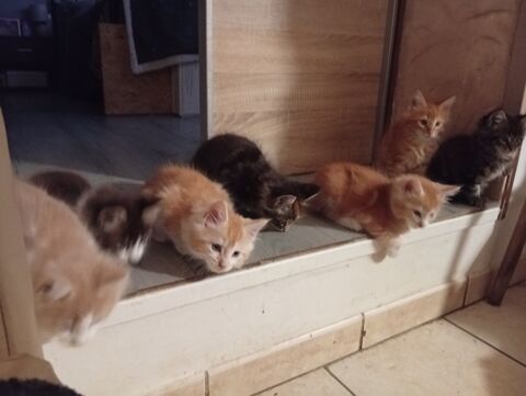 CHATONS  MAINE COON 750 77120 Chailly-en-brie