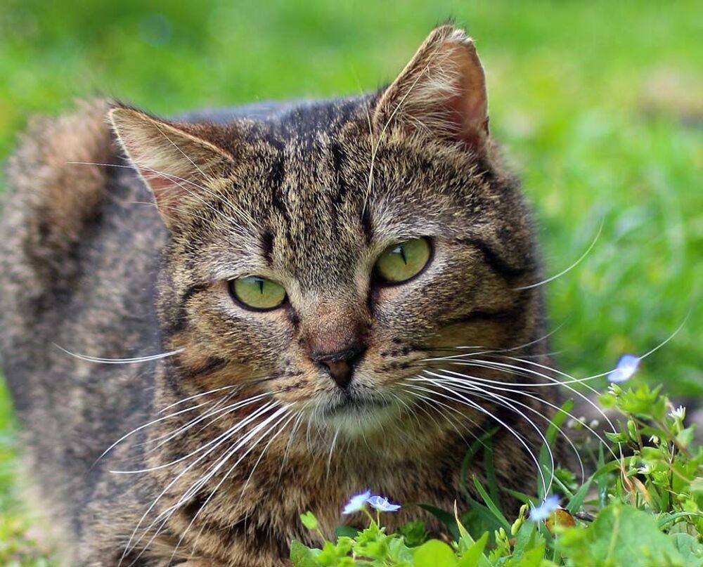   TAYKAN, adorable chat tigr  adopter via l'association UMA (18210 Bessais le Fromental) 