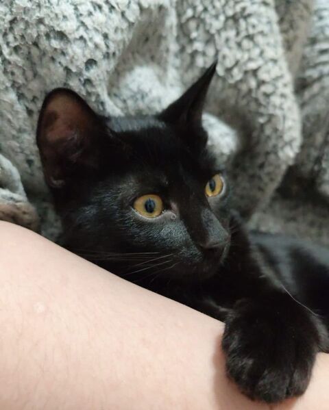 PINGU 180 27620 Gasny