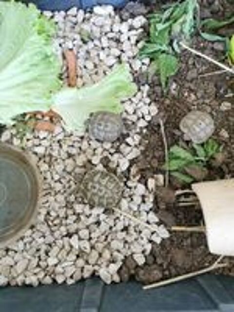   Tortue+juvénile 