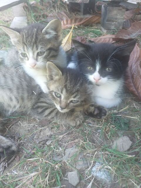  donne chatons 0 56800 Ploërmel