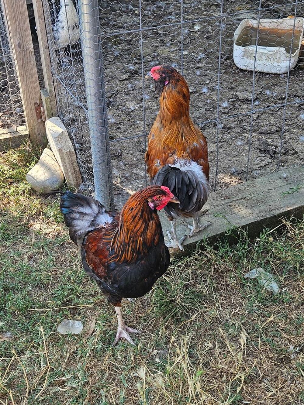   2 coq+ 1 cop naine 