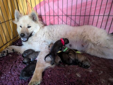 Chiot eurasier lof 1950 76220 Ferrières-en-bray
