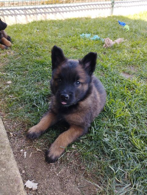 Chiots berger belges tervueren LOF lign&eacute;e de travail 600 45700 Villemandeur