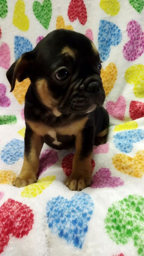 BB bouledogue fran&ccedil;ais  950 59360 La groise