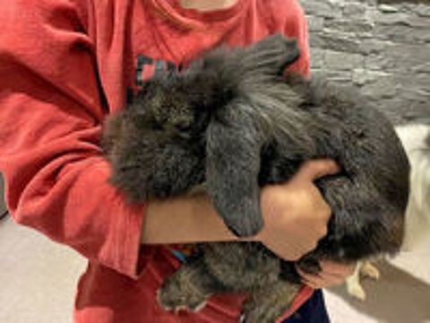   Sloubi, lapin nain à adopter 