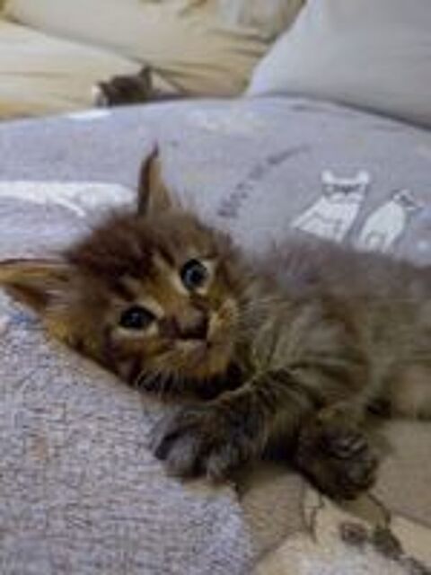   Magnifiques chatons Maine Coon NON LOOF 
