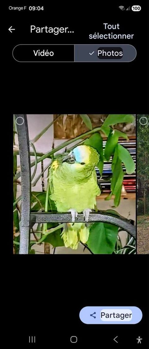 perroquet+Amazone+&agrave; +front+bleu 0 17270 Le fouilloux