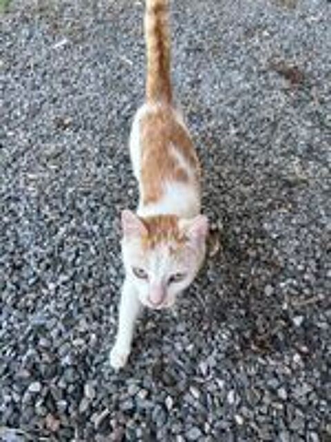  Chatte 