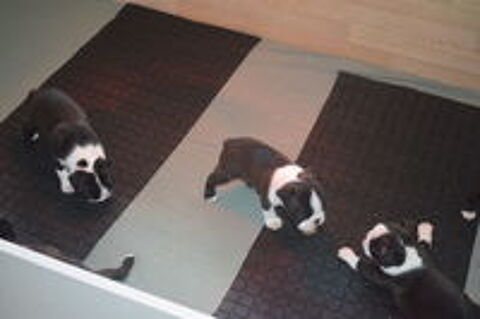   Chiots Boston Terrier non lof issus de parents lof 