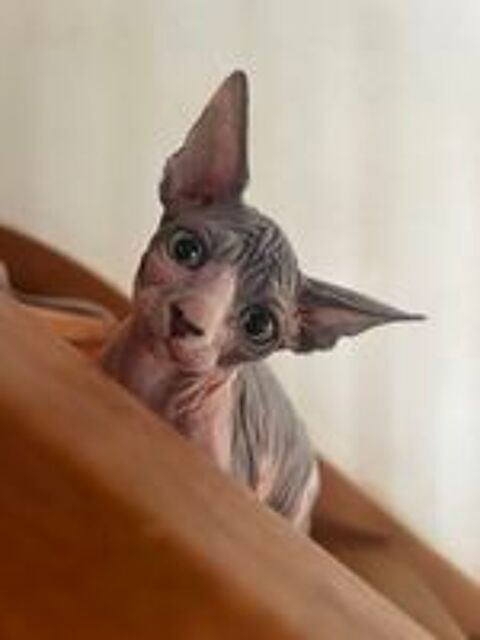   chatons sphynx 