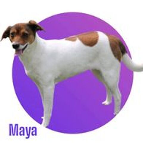   MAYA, tout juste 5 ans estimé, 10 kg, à l'adoption 