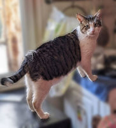   BERNARD CHAT TIGRE BLANC 4 ANS 