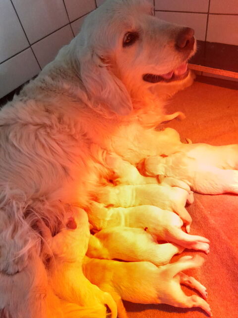 Chiots golden retriever LOF  900 42110 Feurs