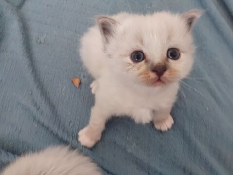 Chaton a reserver une femelle un m&acirc;le 750 76780 M�sangueville