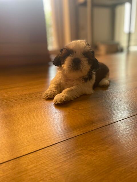 Chiot type Shih Tzu.
950 02250 Housset
