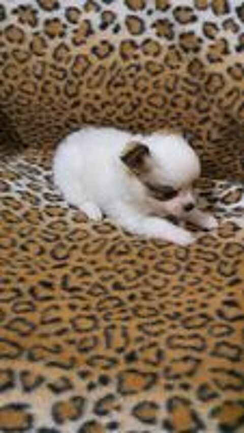   Chihuahua  
