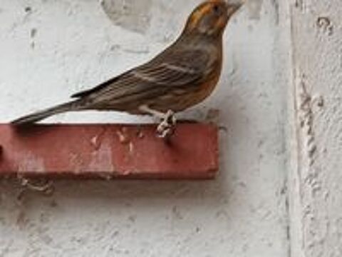   oiseau roselin  