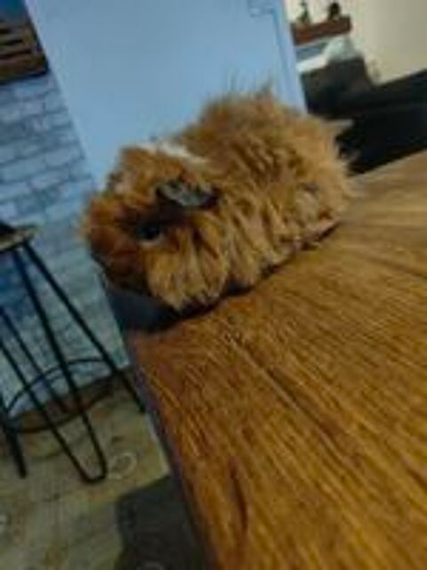   Cochon d'Inde  peruvien  