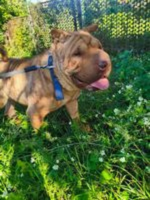   A L'ADOPTION TOM SE TROUVE DANS UN REFUGE EN UKRAINE 